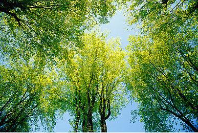 黑马推出《茶杯头：最后的美味》艺术画集